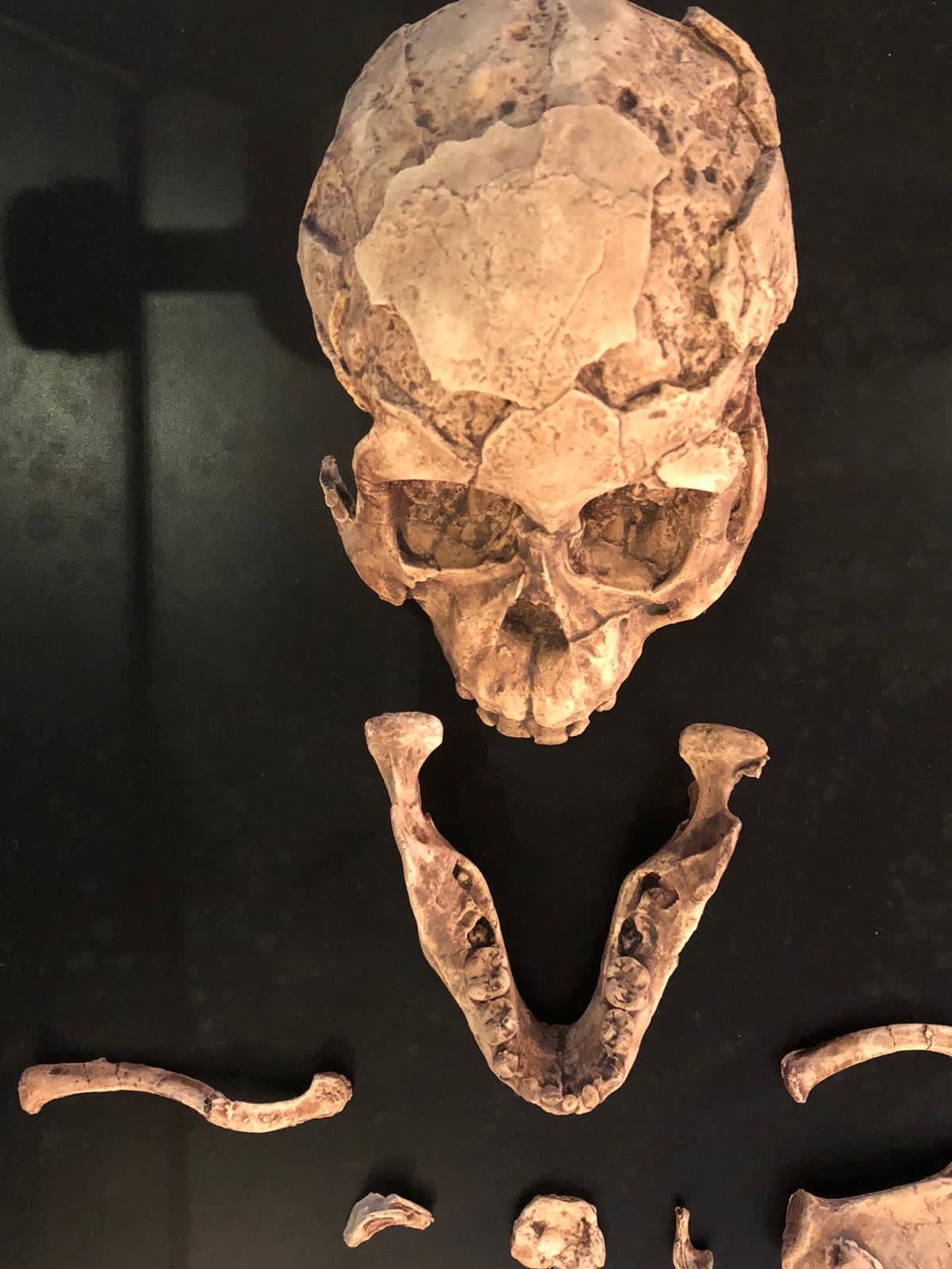 Lucy skeleton at the National Museum